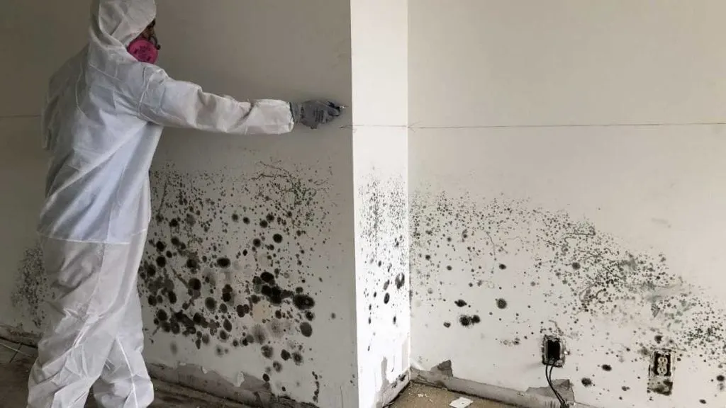 How to Remove Mould and Mildew Before an Inspection