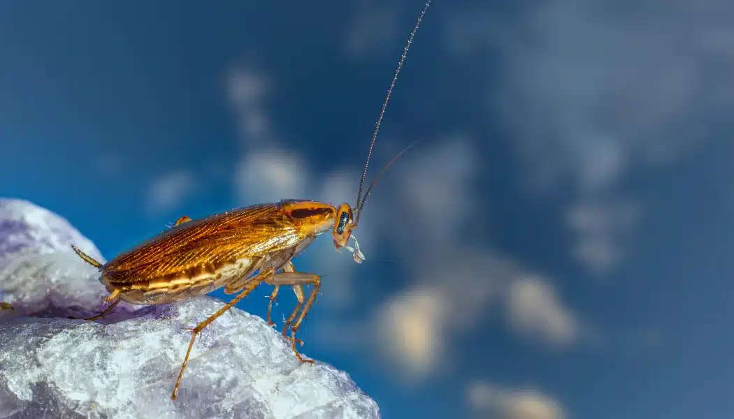 Most Common Household Pests and How to Prevent Them